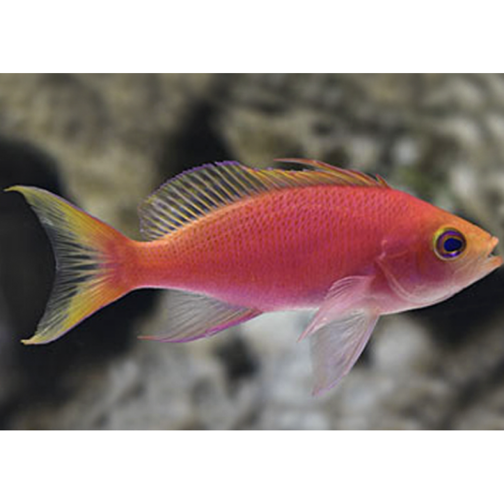 RESPLENDENT ANTHIAS FEMALE